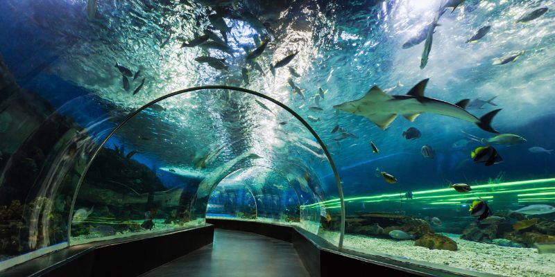 Dubai Aquarium & Underwater Zoo